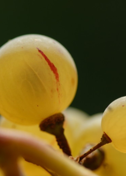 Farbmutation roter zu weissem Riesling ANT 1485